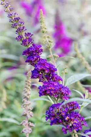 Buddleja dav. 'Summer Kids? Timmi' - 5 Ltr pot - image 3