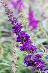 Buddleja dav. 'Summer Kids? Timmi' - 5 Ltr pot - image 3