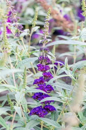 Buddleja dav. 'Summer Kids? Timmi' - 5 Ltr pot - image 4