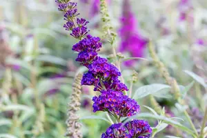Buddleja dav. 'Summer Kids? Timmi' - 5 Ltr pot - image 2