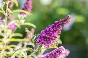 Buddleja dav. 'Summer Kids? Timmi'