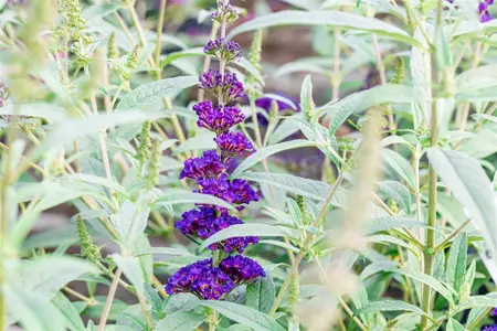 Buddleja dav. 'Summer Kids? Timmi' - 5 Ltr pot - image 5