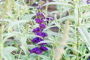 Buddleja dav. 'Summer Kids? Timmi' - 5 Ltr pot - image 5