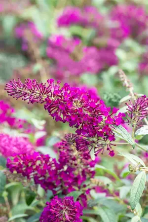 Buddleja dav. 'Summerbird Magenta' - 3 Ltr pot - image 2