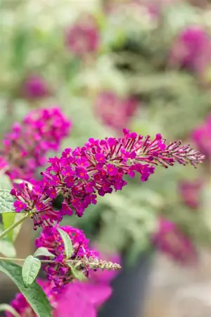 Buddleja dav. 'Summerbird Magenta' - 3 Ltr pot - image 4