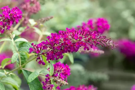 Buddleja dav. 'Summerbird Magenta' - 3 Ltr pot - image 3