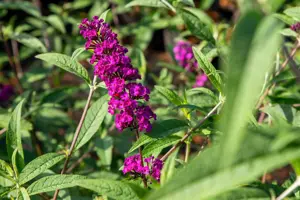 Buddleja dav. 'Summerbird Magenta'