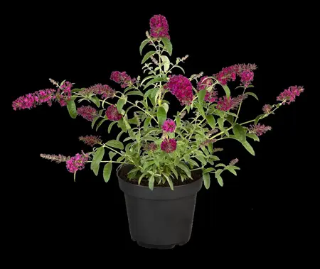 Buddleja dav. 'Summerbird Magenta' - 3 Ltr pot - image 5