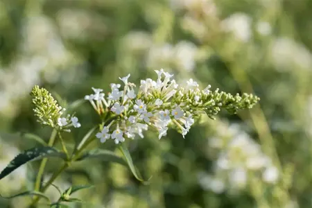 Buddleja dav. 'Summerbird' white - 3 Ltr pot