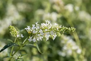 Buddleja dav. 'Summerbird' white