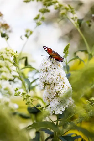 Buddleja dav. 'Violet Cascade' - 5 Ltr pot - image 5