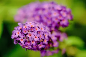 Buddleja dav. 'Violet Cascade' - 30-40 CM C10 - image 1
