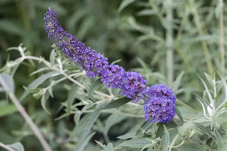 Buddleja dav. 'Violet Cascade' - 5 Ltr pot - image 4