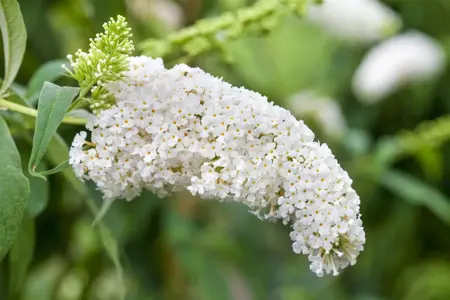 Buddleja dav. 'White Bouquet' - 2 Ltr pot - image 2