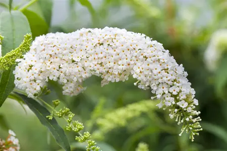 Buddleja dav. 'White Bouquet' - 10 Ltr pot - image 1