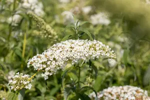 Buddleja dav. 'White Chip'