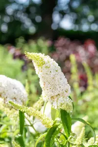 Buddleja dav. 'White Profusion' - LINERS 28 CEL TRAY P9 SIZE - image 5