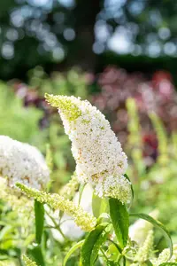 Buddleja dav. 'White Profusion' - C6.5 - image 5