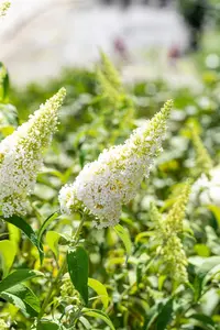 Buddleja dav. 'White Profusion' - 40-50 CM C6.5 - image 5