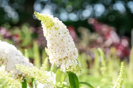 Buddleja dav. 'White Profusion' - 10 Ltr pot - image 4