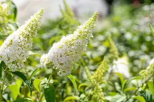 Buddleja dav. 'White Profusion' - 40-50 CM C6.5 - image 4