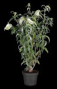Buddleja dav. 'White Profusion' - 60-80 CM C5 - image 3