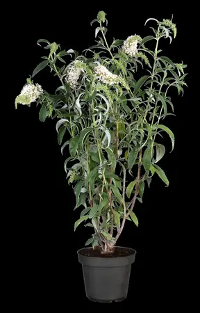 Buddleja dav. 'White Profusion' - C6.5 - image 3