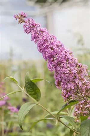 Buddleja 'Flutterby Pink' - 2 Ltr pot - image 2