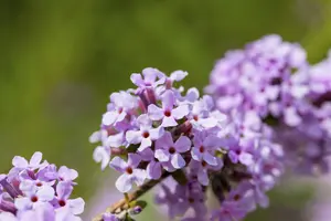 Buddleja 'Flutterby Pink' 