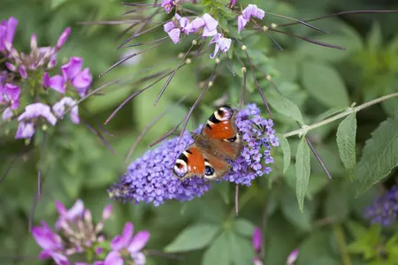 Buddleja 'Flutterby Pink' - 2 Ltr pot - image 3