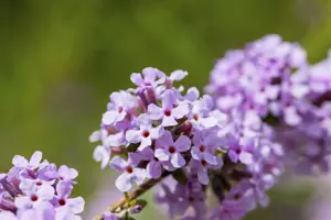 Buddleja 'Flutterby Red'?