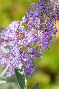Buddleja 'Lochinch' - 40-50 CM C7.5 - image 5