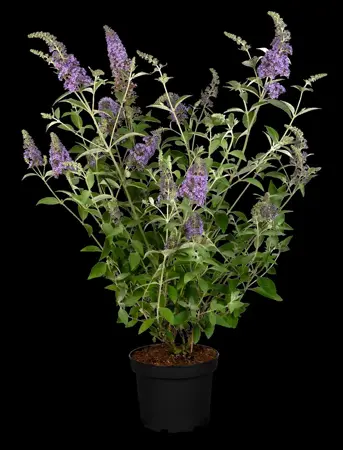 Buddleja 'Lochinch' - 2 Ltr pot - image 2
