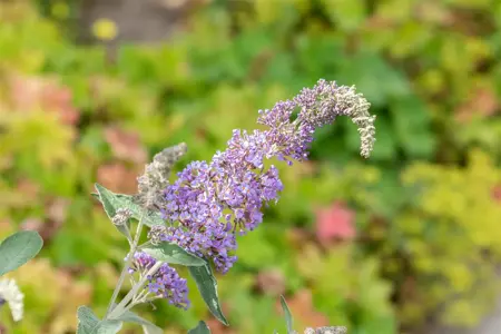 Buddleja 'Lochinch' - 2 Ltr pot - image 3