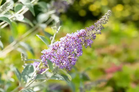 Buddleja 'Lochinch' - 2 Ltr pot - image 4