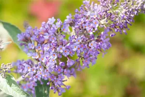 Buddleja 'Lochinch' - 2 Ltr pot - image 5