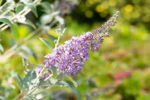 Buddleja 'Lochinch' - LINERS 28 CEL TRAY P9 SIZE - image 4