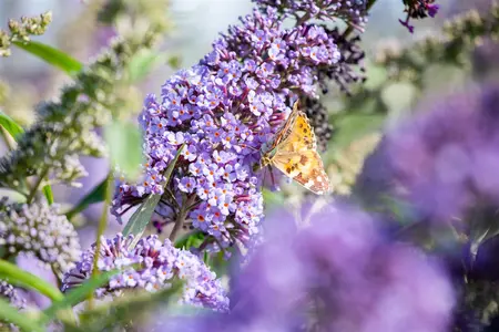 Buddleja 'Lochinch' - P9 - image 1