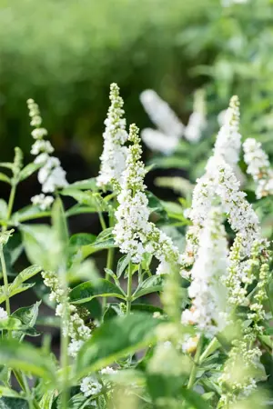 Buddleja 'Miss Pearl' - 50-60 CM C20 - image 4