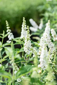 Buddleja 'Miss Pearl' - 50-60 CM C20 - image 4