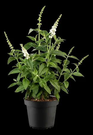 Buddleja 'Miss Pearl' - 50-60 CM C20 - image 2