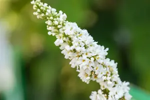 Buddleja 'Miss Pearl'