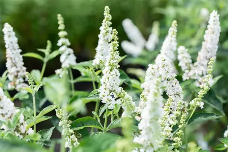 Buddleja 'Miss Pearl' - 50-60 CM C20 - image 3