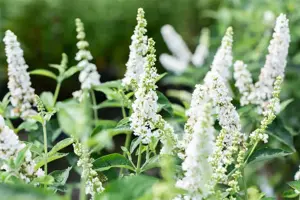 Buddleja 'Miss Pearl' - 50-60 CM C20 - image 3