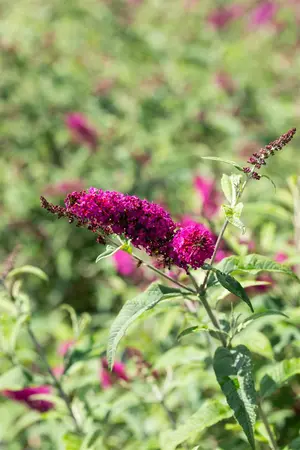 BUDDLEJA MISS RUBY 3L - image 4