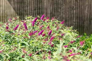 BUDDLEJA MISS RUBY 3L - image 5