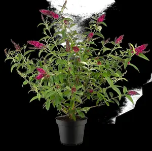 BUDDLEJA MISS RUBY 3L - image 2