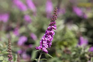 Buddleja 'Pink Micro Chip'