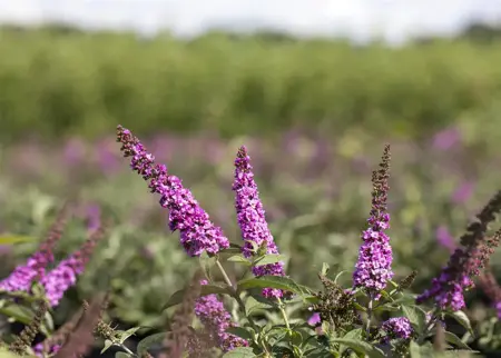 Buddleja 'Pink Micro Chip' - 3 Ltr pot - image 2