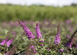 Buddleja 'Pink Micro Chip' - 3 Ltr pot - image 2